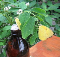 Australian Butterfly Sanctuary- Virtual Interactive Tour With Private Guide - Nambucca Heads Accommodation