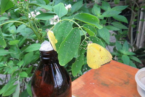 Australian Butterfly Sanctuary- Virtual Interactive Tour With Private Guide - Nambucca Heads Accommodation 0
