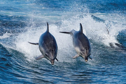 Full-Day Bruny Island Cruises Day Tour From Hobart - Nambucca Heads Accommodation 5