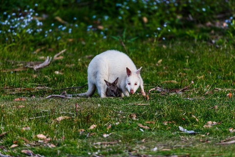 Bruny Island Traveller - Gourmet Tasting And Sightseeing Day Trip From Hobart - Nambucca Heads Accommodation 3