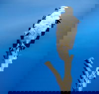 Kangaroo Island 75-Minute Ocean Safari - Nambucca Heads Accommodation