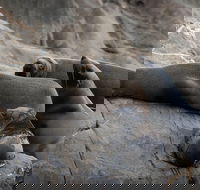 Kangaroo Island Ocean Safari - Snorkeling Safari - Nambucca Heads Accommodation