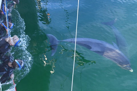 Dolphin Cruise From Adelaide With Optional Dolphin Swim - Nambucca Heads Accommodation 0