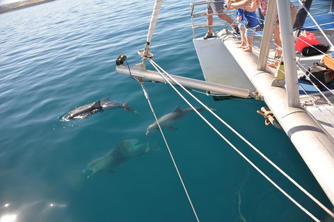 Dolphin Cruise From Adelaide With Optional Dolphin Swim - Nambucca Heads Accommodation 1