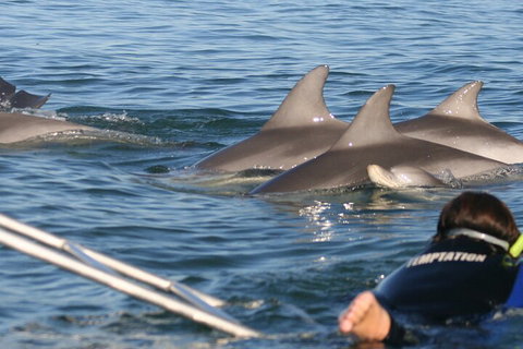 Dolphin Cruise From Adelaide With Optional Dolphin Swim - Nambucca Heads Accommodation 2