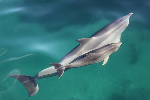 Dolphin Cruise From Adelaide With Optional Dolphin Swim - Nambucca Heads Accommodation 4