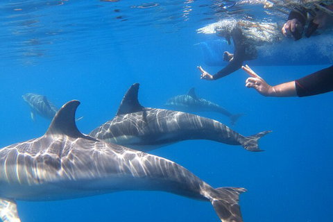 Dolphin Cruise From Adelaide With Optional Dolphin Swim - Nambucca Heads Accommodation 5