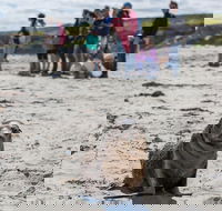 Kangaroo Island in a Day Tour from Adelaide - Nambucca Heads Accommodation