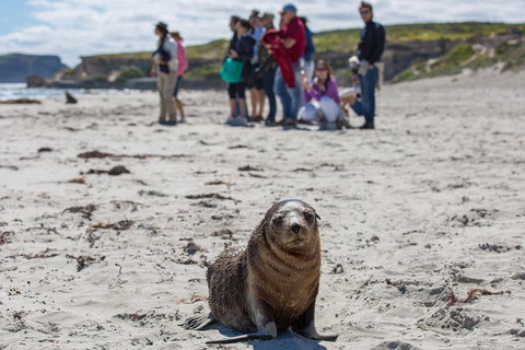 Kangaroo Island In A Day Tour From Adelaide - Nambucca Heads Accommodation 0