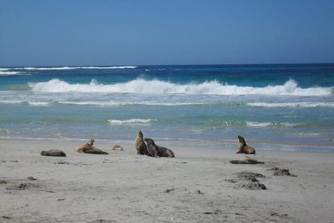 Kangaroo Island In A Day Tour From Adelaide - Nambucca Heads Accommodation 1