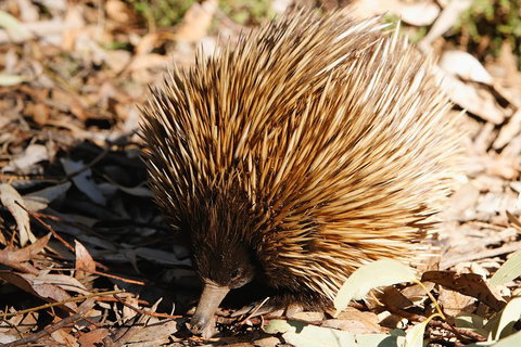 Kangaroo Island In A Day Tour From Adelaide - Nambucca Heads Accommodation 2