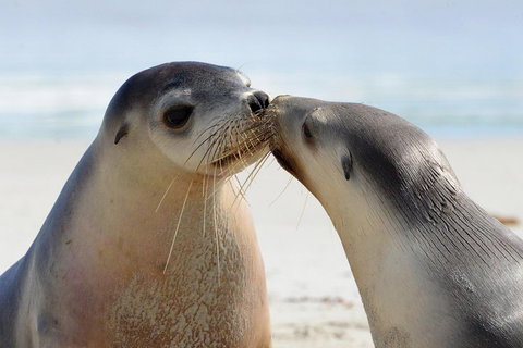 2 Day Ultimate Kangaroo Island With Return Ferry - Nambucca Heads Accommodation 2
