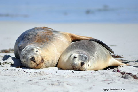 NEW TOUR - Kangaroo Island Road To Recovery Tour (1 Day/1 Night) - Nambucca Heads Accommodation 1