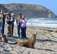 Full day Seal Bay Experience departing from Kangaroo Island - Nambucca Heads Accommodation