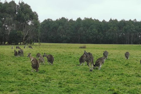 Private Tour: Great Ocean Road From Melbourne - Nambucca Heads Accommodation 4