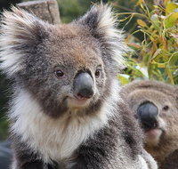 Kuranda Koala Gardens and Birdworld Admission Tickets - Nambucca Heads Accommodation