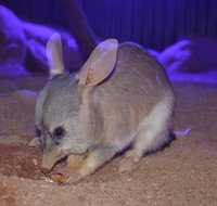 Kuranda Wildlife Experience Three Attraction Pass - Nambucca Heads Accommodation