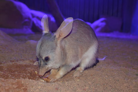 Kuranda Wildlife Experience Three Attraction Pass - Nambucca Heads Accommodation 0