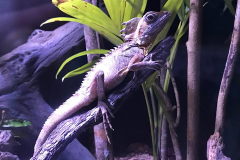 Cairns Aquarium Admission Ticket - Nambucca Heads Accommodation 0