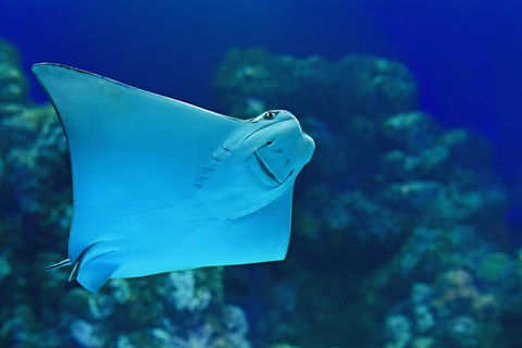 Cairns Aquarium Family Ticket - Nambucca Heads Accommodation 0