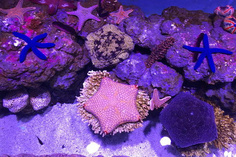 Cairns Aquarium Family Ticket - Nambucca Heads Accommodation 1