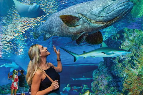 Cairns Aquarium Family Ticket - Nambucca Heads Accommodation 3