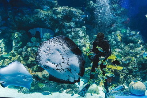 Cairns Aquarium Family Ticket - Nambucca Heads Accommodation 4