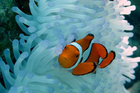 Seastar Luxury Outer Great Barrier Reef Island And Reef Tour From Cairns - Nambucca Heads Accommodation 0