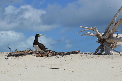 Seastar Luxury Outer Great Barrier Reef Island And Reef Tour From Cairns - Nambucca Heads Accommodation 1