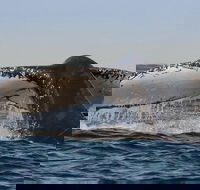Sydney Whale-Watching Cruise Including Lunch or Breakfast - Nambucca Heads Accommodation