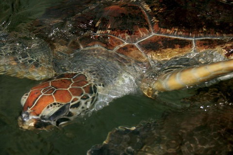 Cape Leveque 4WD Tour From Broome With Optional Return Flight - Nambucca Heads Accommodation 2