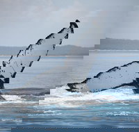 Hervey Bay Whale Watching Cruise - Nambucca Heads Accommodation