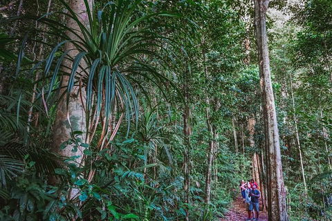 Atherton Tablelands Rain Forest By Night From Cairns - Nambucca Heads Accommodation 0