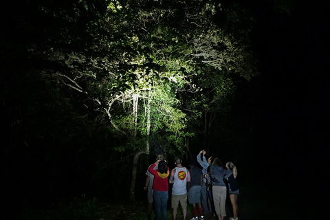 Atherton Tablelands Rain Forest By Night From Cairns - Nambucca Heads Accommodation 2