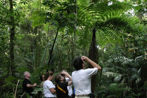 Atherton Tablelands Rain Forest By Night From Cairns - Nambucca Heads Accommodation 3