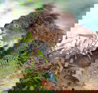 Blue Mountains Private Tour with Kangaroos  Koala Encounter - Nambucca Heads Accommodation