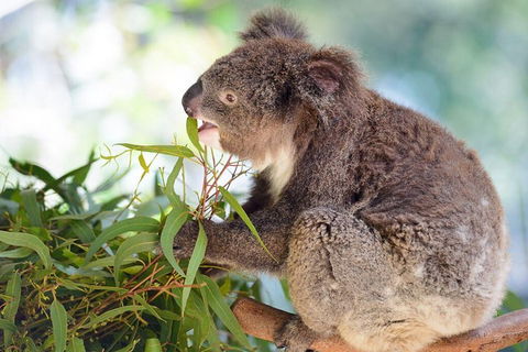 Blue Mountains Private Tour With Kangaroos & Koala Encounter - Nambucca Heads Accommodation 0