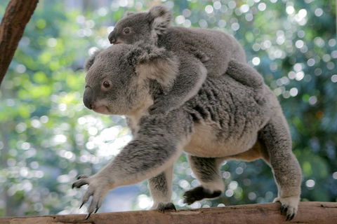 Lone Pine Koala Sanctuary Admission With Brisbane River Cruise - Nambucca Heads Accommodation 0