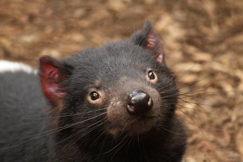 Day Tour In Mt. Field, Mt. Wellington, Bonorong Wildlife Sanctuary And Richmond - Nambucca Heads Accommodation 4