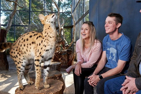 African Cat Encounter At Werribee Open Range Zoo - Nambucca Heads Accommodation 0