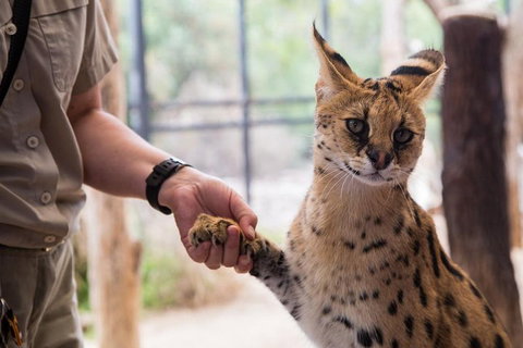 African Cat Encounter At Werribee Open Range Zoo - Nambucca Heads Accommodation 1