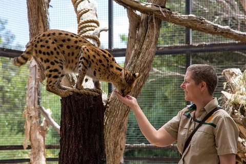 African Cat Encounter At Werribee Open Range Zoo - Nambucca Heads Accommodation 2
