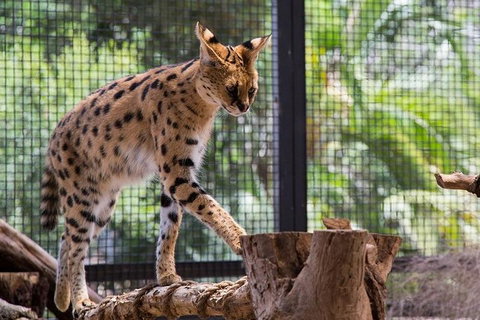African Cat Encounter At Werribee Open Range Zoo - Nambucca Heads Accommodation 3