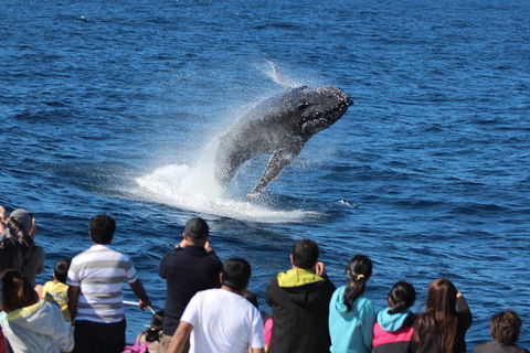 Tangalooma Island Resort Whale Watching Day Cruise - Nambucca Heads Accommodation 0