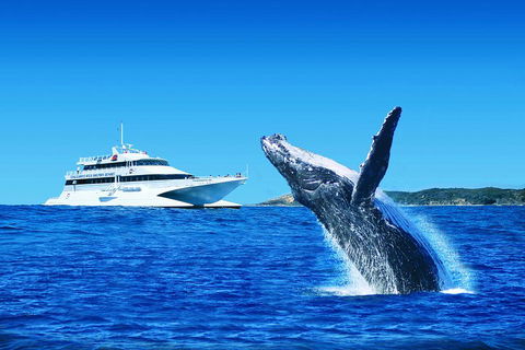 Tangalooma Island Resort Whale Watching Day Cruise - Nambucca Heads Accommodation 1