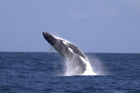 Tangalooma Island Resort Whale Watching Day Cruise - Nambucca Heads Accommodation 4