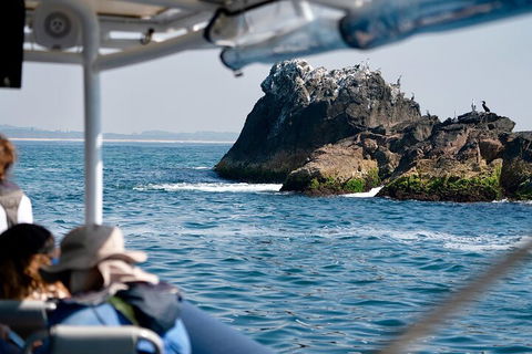 Julian Rocks Byron Bay Cruise - Nambucca Heads Accommodation 2