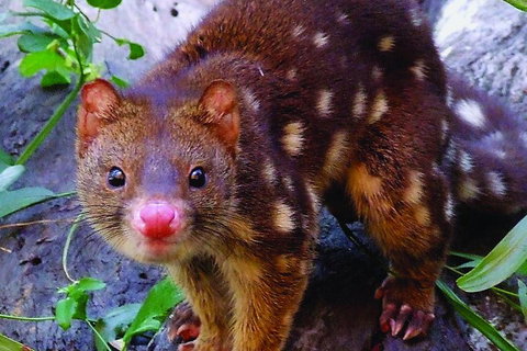 Hartley's Crocodile Adventures Breakfast With The Koalas - Nambucca Heads Accommodation 2