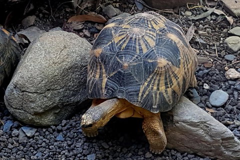 Hartley's Crocodile Adventures Breakfast With The Koalas - Nambucca Heads Accommodation 4