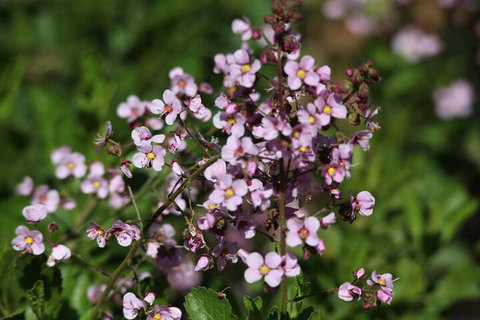 Pinnacles Sunset Dinner And Stargazing Experience A Small Group Tour - Nambucca Heads Accommodation 2